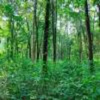 Natural Sandalwood Plants